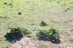 Mandragora autumnalis