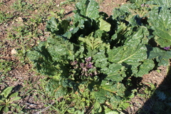 Mandragora autumnalis