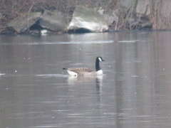 Branta canadensis