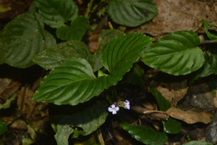 Coccocypselum geophiloides