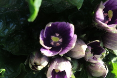 Mandragora autumnalis