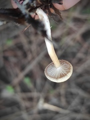 Agaricales