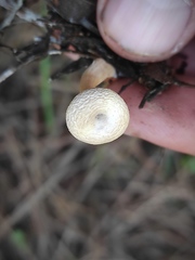 Agaricales