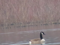 Branta canadensis