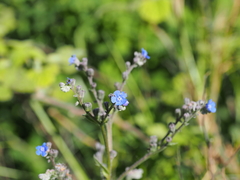 Cynoglottis barrelieri