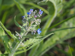 Cynoglottis barrelieri