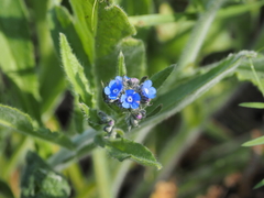 Cynoglottis barrelieri