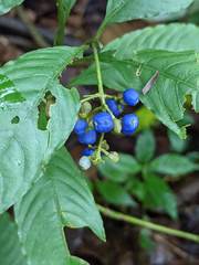 Palicourea cyanococca