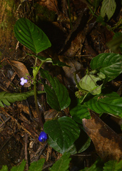 Coccocypselum geophiloides