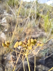 Anginon swellendamense