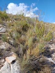 Anginon swellendamense