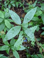 Palicourea cyanococca