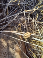 Andocides vittaticeps