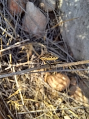 Andocides vittaticeps