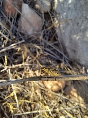 Andocides vittaticeps