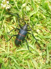 Ceroplesis sumptuosa
