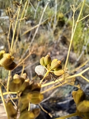 Andocides vittaticeps