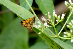 Ampittia dioscorides camertes