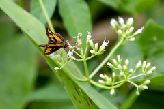 Ampittia dioscorides camertes