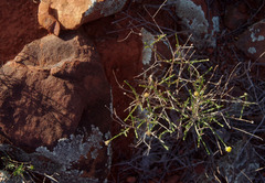 Chrysocephalum puteale