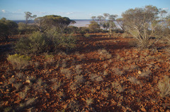 Chrysocephalum puteale