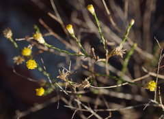 Chrysocephalum puteale