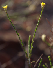 Chrysocephalum puteale