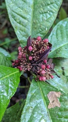 Ardisia pellucida