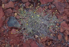 Chrysocephalum puteale