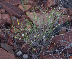 Chrysocephalum puteale