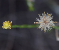 Chrysocephalum puteale