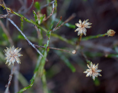 Chrysocephalum puteale