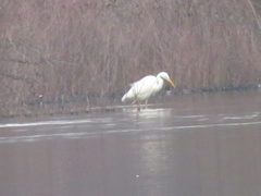 Ardea alba