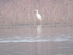 Ardea alba