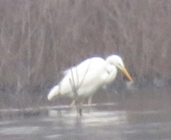 Ardea alba
