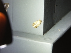 Spodoptera depravata