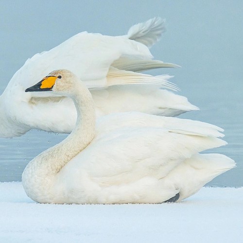 Whooper Swan, photo 9 of 9