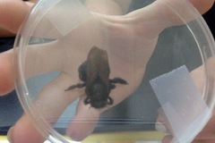 Xylocopa californica