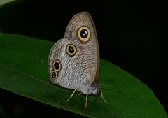 Ypthima esakii