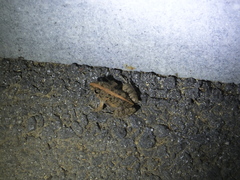 Fejervarya multistriata