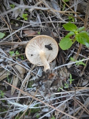 Clitocybe