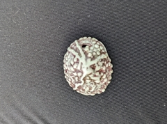 Acmaea