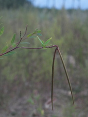 Apocynum venetum