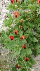 Lotus tetragonolobus