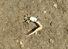 Leptuca leptodactyla