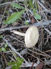 Clitocybe