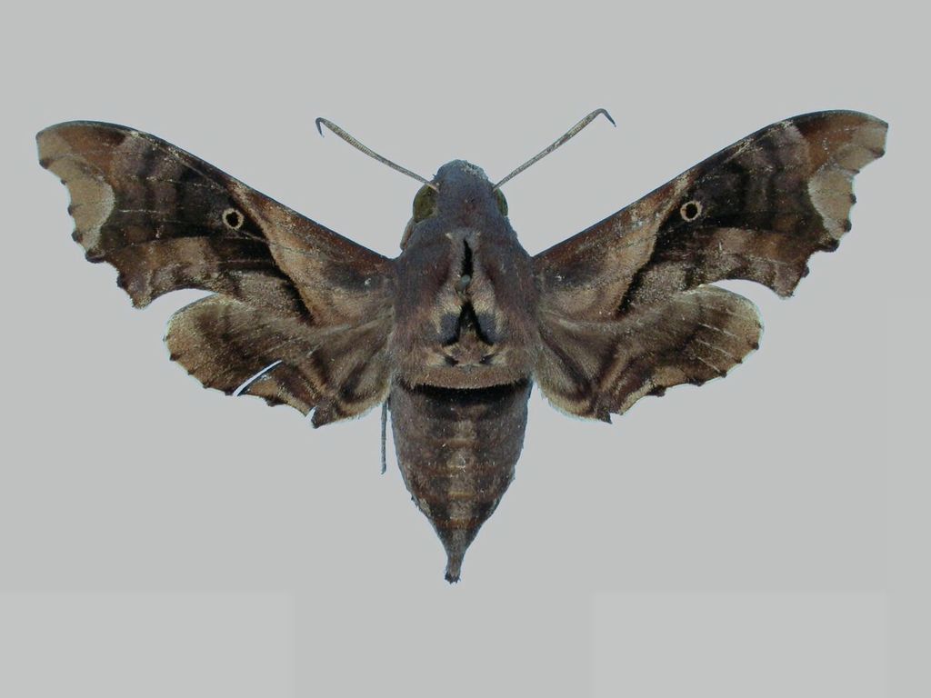 Enyo boisduvali