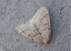 Theria rupicapraria