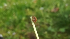 Anthonomus rectirostris