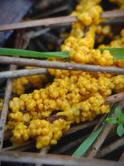 Myxomycetes